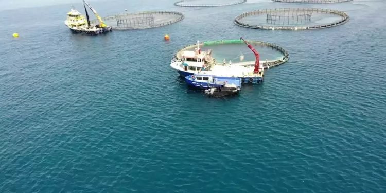 Su ürünleri üretiminde Cumhuriyet tarihi rekoru 1 Su Ürünleri