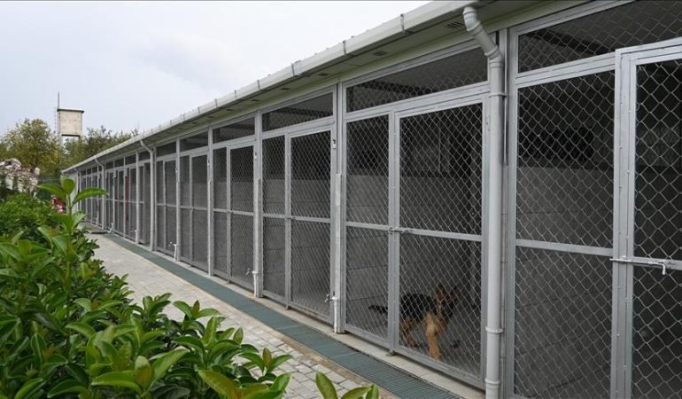 karmod sokak hayvanları projesi