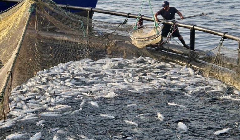 Doğal liman kenti Sinop'ta, geçen yıl 27 bin ton Türk somonu üretildi 6 sinop balik uretimi