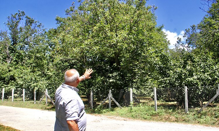 Sinop Kestane