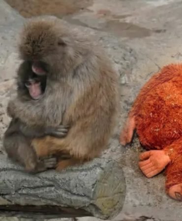 Annesinin-Terk-Ettigi-Maymun-Punchtan-Sevindirici-Gelisme-featured