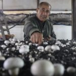 Birikimlerini-Bozup-Mantar-Uretimine-Girdi-Hatay8217dan-Akdeniz8217e-Uzanan-Basari-featured