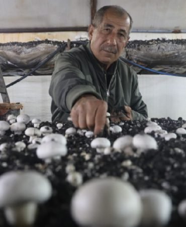 Birikimlerini-Bozup-Mantar-Uretimine-Girdi-Hatay8217dan-Akdeniz8217e-Uzanan-Basari-featured