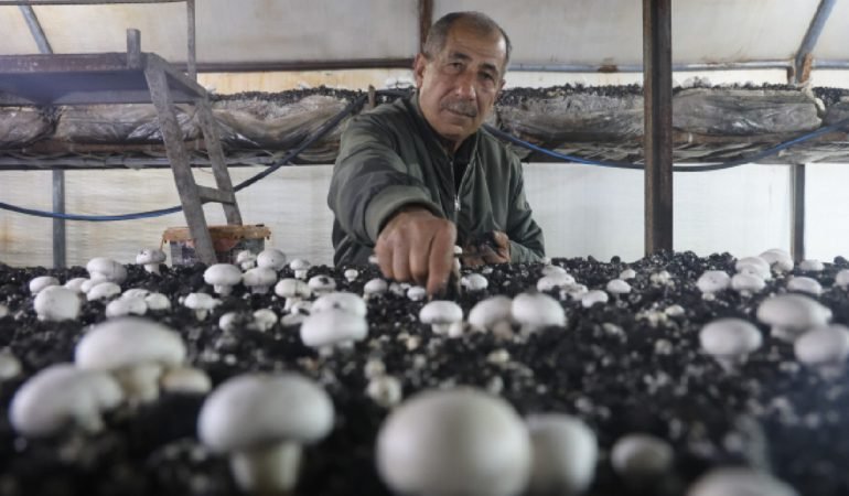 Birikimlerini-Bozup-Mantar-Uretimine-Girdi-Hatay8217dan-Akdeniz8217e-Uzanan-Basari-featured