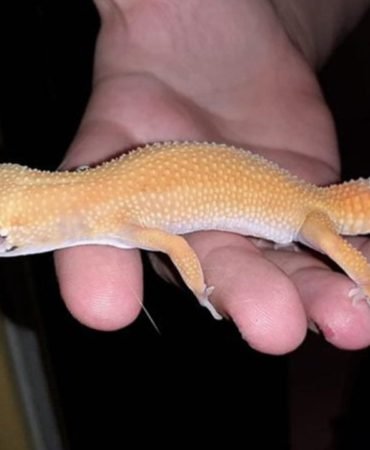 Gumruk-Muhafaza8217dan-20258217te-32-Milyonluk-Hayvan-Kacakciligi-Operasyonu-featured