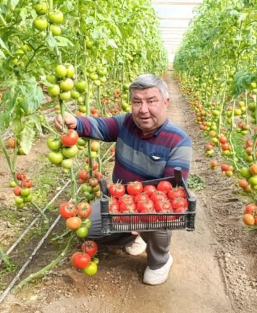 Jeotermal-kaynakli-Eynal-domatesi-rengiyle-fark-yaratiyor-featured