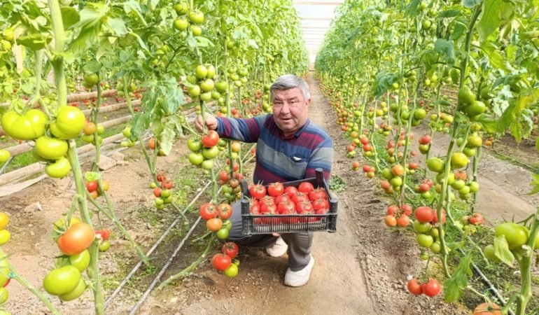 Jeotermal-kaynakli-Eynal-domatesi-rengiyle-fark-yaratiyor-featured