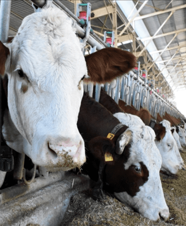 TUIK-2025-Verileri-Buyukbas-ve-Kucukbas-Hayvan-Sayisi-Yukseldi-featured