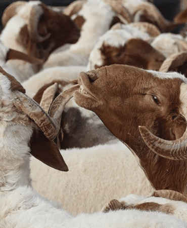 2026-Kurban-Bayrami-Ne-Zaman-Iste-Gun-Gun-Tatil-Tarihleri-featured