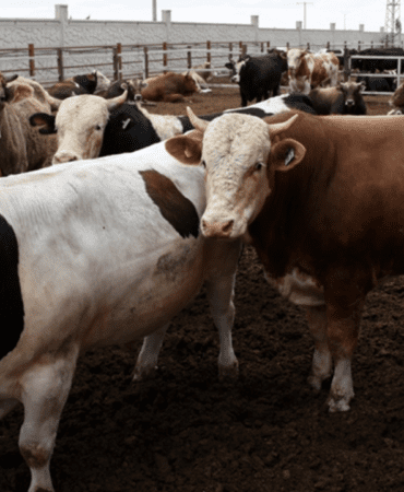 2026-Kurban-Bayrami-Takvimi-Bayram-Tatili-Kac-Gun-Surecek-featured