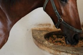 Belediye-Asevinin-Kavurmasindan-Yaris-Ati-Cipi-Cikti-featured