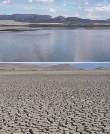 Cole-Donen-Cavuscu-Golu-Yagislarla-Yeniden-Hayata-Dondu-featured