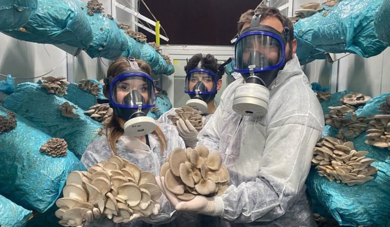 Hobiyle-Basladi-Dev-Tesis-Kurdu-Gunde-1-Ton-Mantar-Hasadi-featured