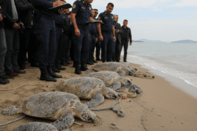 Kusadasinda-Trol-Suphesi-7-Deniz-Kaplumbagasi-Olu-Bulundu-gemini