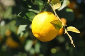 Limon-Ithalatinda-Gumruk-Vergisi-Gecici-Olarak-Dusuruldu-featured