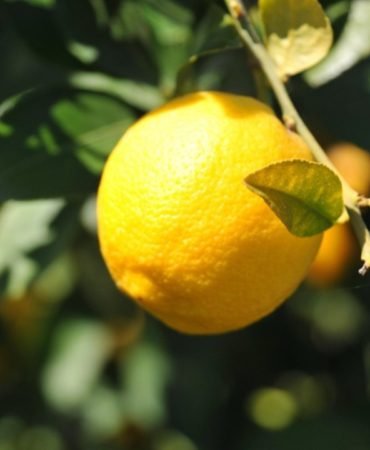 Limon İthalatında Gümrük Vergisi Geçici Olarak Düşürüldü 5 Limon-Ithalatinda-Gumruk-Vergisi-Gecici-Olarak-Dusuruldu-featured