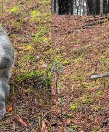 Pamukkale8217de-Mantar-Toplarken-Karsisina-Maymun-Cikti-featured