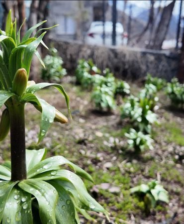 Ters-Laleler-Acti-Koparmanin-Bedeli-700-Bin-TL8217ye-Yukseldi-featured