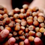 Turkiye-Findiktan-Yarim-Yilda-117-Milyar-Dolar-Kazandi-featured