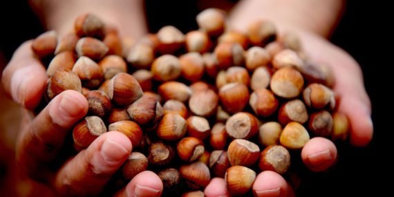 Türkiye Fındıktan Yarım Yılda 1,17 Milyar Dolar Kazandı