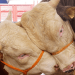 2026-Guncel-Kurbanlik-Fiyatlari-Buyukbas-ve-Kucukbas-Kac-TL-Oldu-featured