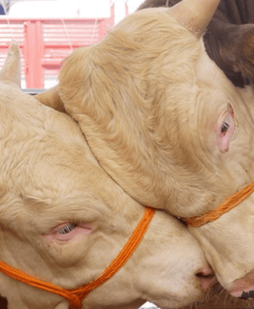 2026-Guncel-Kurbanlik-Fiyatlari-Buyukbas-ve-Kucukbas-Kac-TL-Oldu-featured