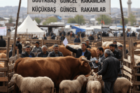 2026-Kurbanlik-Fiyatlari-Buyukbas-ve-Kucukbas-Guncel-Rakimlar-gemini