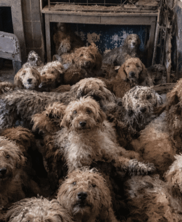 250-Kopegin-Sikistirildigi-Evden-Sok-Eden-Goruntuler-featured