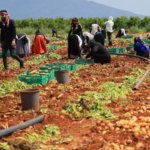 Adanada-patates-hasadi-basladi-Verim-dustu-fiyatlar-belirsiz-featured