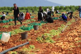 Adanada-patates-hasadi-basladi-Verim-dustu-fiyatlar-belirsiz-featured