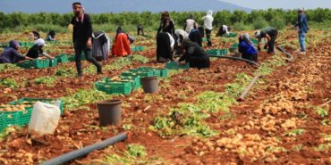 Adana’da patates hasadı başladı: Verim düştü, fiyatlar belirsiz 5 Adanada-patates-hasadi-basladi-Verim-dustu-fiyatlar-belirsiz-featured