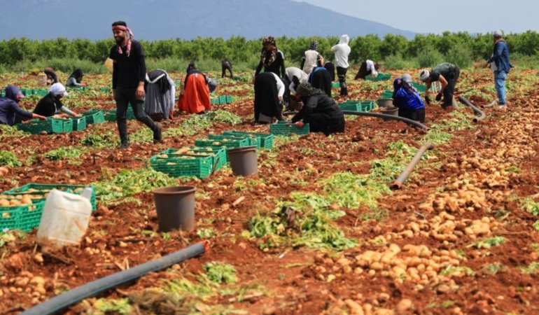 Adanada-patates-hasadi-basladi-Verim-dustu-fiyatlar-belirsiz-featured