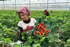 Almanya-Tecrubesiyle-Serik8217te-Cilek-Kralligi-Kurdu-featured