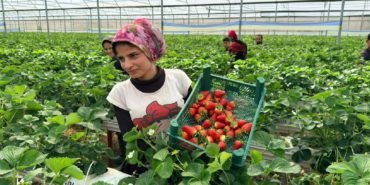 Almanya-Tecrubesiyle-Serik8217te-Cilek-Kralligi-Kurdu-featured