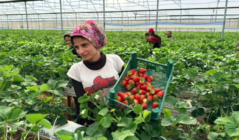 Almanya-Tecrubesiyle-Serik8217te-Cilek-Kralligi-Kurdu-featured