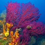 Ayvalik-mercanlari-alarm-veriyor-featured