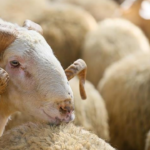 BAYRAM-TARIHI-2026-Kurban-bayrami-ne-zaman-arife-gunu-hangi-tarihte-featured