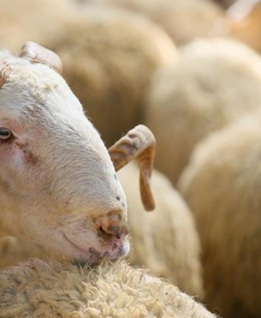 BAYRAM-TARIHI-2026-Kurban-bayrami-ne-zaman-arife-gunu-hangi-tarihte-featured