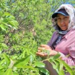 Baharin-habercisi-tezgaha-indi-Fiyati-cep-yaksa-da-uretici-memnun-featured