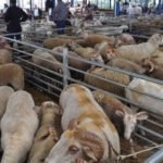 Balikesir8217de-Kurban-Bayrami-Oncesi-Hayvan-Pazarlari-Kapatildi-featured