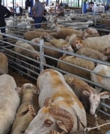 Balikesir8217de-Kurban-Bayrami-Oncesi-Hayvan-Pazarlari-Kapatildi-featured