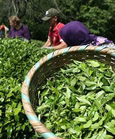 Cay-Ihracatinda-Sasirtici-Artis-Yarisi-Rize8217den-featured