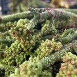 Daglarin-zirvesinden-tezgaha-indi-700-liradan-400e-dustu-kapis-kapis-gidiyor-featured