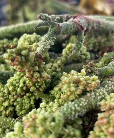 Daglarin-zirvesinden-tezgaha-indi-700-liradan-400e-dustu-kapis-kapis-gidiyor-featured