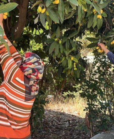 Dalinda-kalmasin-diye-ucretsiz-dagitti-Vatandaslar-bahceye-akin-etti-featured