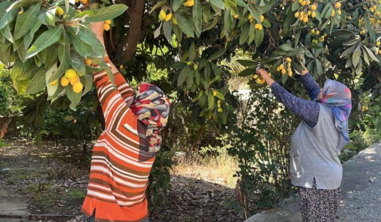 Dalinda-kalmasin-diye-ucretsiz-dagitti-Vatandaslar-bahceye-akin-etti-featured