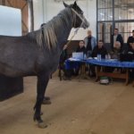 Elit-ve-kosu-tayi-secimi-tamamlandi-TIGEM-353-safkan-Arap-tayini-belirledi-featured