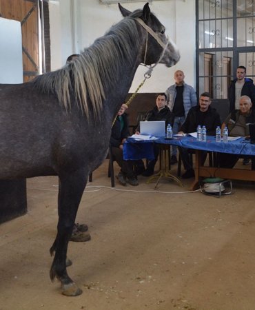 Elit-ve-kosu-tayi-secimi-tamamlandi-TIGEM-353-safkan-Arap-tayini-belirledi-featured