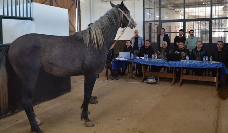 Elit-ve-kosu-tayi-secimi-tamamlandi-TIGEM-353-safkan-Arap-tayini-belirledi-featured