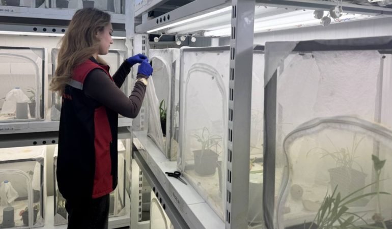 Findik-Zararlisiyla-Savas-40-Ilde-Ari-Operasyonu-featured